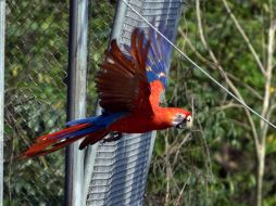 Según diversos organismos, la guacamaya roja es considerada una de las joyas de la fauna silvestre centroamericana. ARCHIVO /