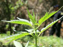 Un grupo activista, que reivindica su consumo, esparce el pasado junio varios kilos de semillas de mariguana en áreas verdes. ARCHIVO /