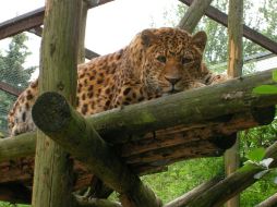 En Corcovado se encuentra el 50% de las especies de Costa Rica. ARCHIVO /