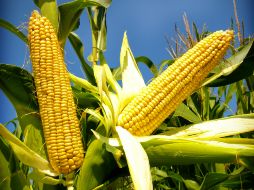 Actualmente, se tiene la necesidad de producir más en menores extensiones de tierra, por el cambio climático. ESPECIAL /