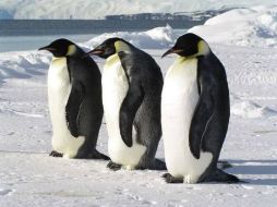 La CCAMLR fue fundada con el objetivo de conservar la fauna y flora marina de la Antártida. ESPECIAL /