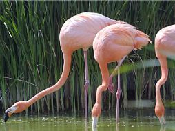 Costa Rica es reconocido internacionalmente por sus políticas de conservación ambiental.  /