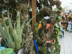 La riqueza del país en materia de plantas medicinales podría ser una solución para los trastornos del sistema nervioso central. ARCHIVO /