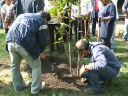 Para la campaña de reforestación, se eligió que la mayoría de los arbolitos se adapten a la zona y crezcan fácilmente. ARCHIVO /