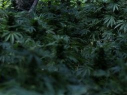 Opositores al proyecto de ley aseguran que el legalizar la venta de mariguana sólo es el inicio para crear más adictos. ARCHIVO /