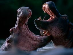 Hipopótamos en el parque nacional de Virunga . Su hábitat está amenazado por la exploración petrolera. AP /