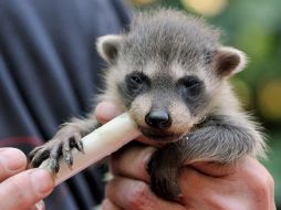 Los animales silvestres no cambian sus instintos a pesar de llevar generaciones viviendo como mascotas. ARCHIVO /