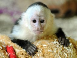 El desventurado mono sufrió el abandono y desinterés del joven estrella. AP /