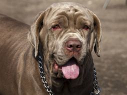 Es la primera iniciativa que ofrece programación exclusivamente para canes. ARCHIVO /