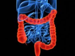 Un tracto gastrointestinal saludable aumentaría las posibilidades de supervivencia de los enfermos. ESPECIAL /