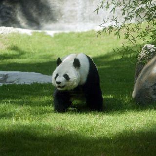 Berlín muestra figuras de oso panda, una por cada ejemplar en libertad