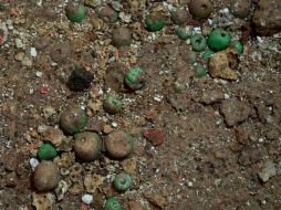 Piezas de piedra verde, jade, pirita y obsidiana forman parte también de este análisis. SUN /