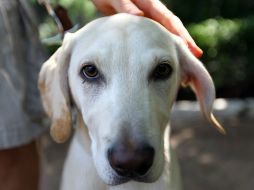 Con frecuencia el cáncer de ovario es detectada demasiado tarde, cuando las probabilidades de sobrevivir son pocas. ARCHIVO /