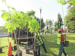Como parte de la campaña ''Súmate con Causa'', ayer fueron plantados dos mil árboles en camellones y parques de Guadalajara.  /