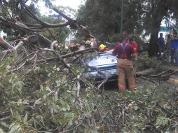 Un árbol caído obstruye la circulación en Avenida López Mateos, a la altura de Plaza del Sol.  /