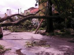 En varias colonias se registran árboles caídos que impiden la circulación de los vehículos.  /