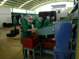 La SHCP destaca que las MiPyMEs generan poco más de la mitad del PIB y tres de cada cuatro empleos. ARCHIVO /