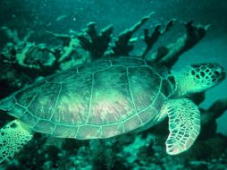 Al momento de su detención, el hombre llevaba partes de la tortuga marina, apetecida por su carne y sus huevos. ESPECIAL /