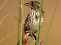 La subespecie de gorrión ''Cape Sable Seaside'' se encuentra amenazada debido a la pérdida de vegetación. ESPECIAL /