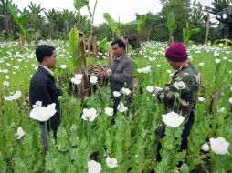 Algunas de las plantas como el opio, vieron afectada su reputación debido a que se les empleaba con malas intenciones. ARCHIVO /