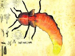 El arlomo es el animalito que provoca un un grano colorado, de unos 35 centímetros de diámetro con relleno punzante y ardoroso. ESPECIAL /