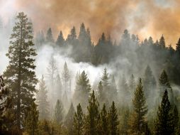 El ''Rim Fire'' es considerado el incendio más grave en la historia de California. EFE /