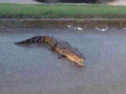Algunos cocodrilos fueron vistos por las calles de Tamaulipas. TOMADA DE @Carlitostx  /