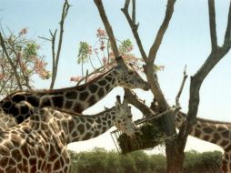 El número de jirafas ha bajado en África debido a la invasión humana de sus hábitats. ARCHIVO /