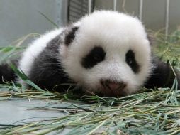 Es una luz en el camino a la extinción de esta raza, pues quedan menos de 300 animales en cautiverio y mil 600 en libertad. AFP /