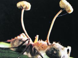 Las esporas del hongo (Cordyceps lloydii) digieren las entrañas de la hormiga bala dejando su exo esqueleto intacto.  /