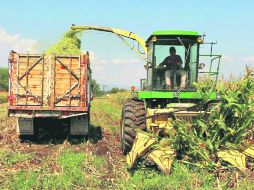 Actualmente, un productor menor obtiene 4.2 toneladas por hectárea sembrada, el objetivo es que aumente dos toneladas más. EL INFORMADOR /