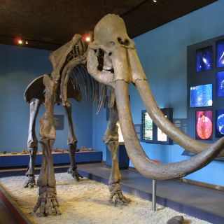 Los cambios climáticos pudieron provocar la extinción del mamut