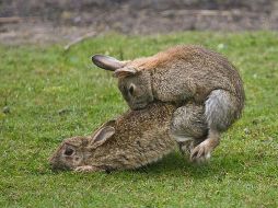 La polémica foto que Lotus puso luego de la salida del piloto finlandés. ESPECIAL /