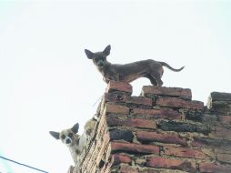Sobre la calle Pablo Valdez, en el municipio de Guadalajara, un par de perros Chihuahua se asoma desde la azotea de una casa. EL INFORMADOR /