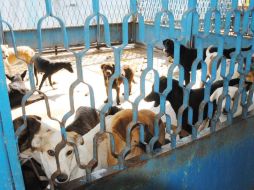 De enero a julio de este año, el Ayuntamiento tapatío realizó 332 inspecciones por maltrato animal. ARCHIVO /