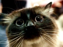 El funcionario del programa espacial dijo que la próxima cápsula espacial iraní podría transportar al gato persa. ARCHIVO /