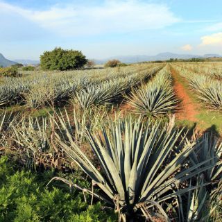 En manos de extranjeros, la mayoría de tequileras
