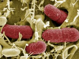 Las aguas residuales poseen diversos microbios que podrían generar electricidad. ARCHIVO /