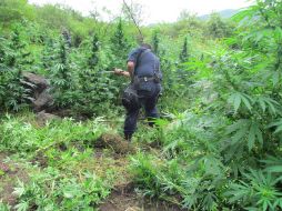 Policías de Zapopan trabajaron en conjunto con soldados de la XV Zona Militar para destruir las plantas de mariguana encontradas. ESPECIAL /