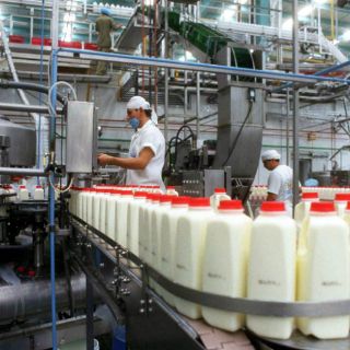 Promueven consumo de leche fresca
