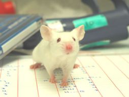 Los investigadores logran administrar de manera eficiente el tratamiento sobre el tumor. ARCHIVO /