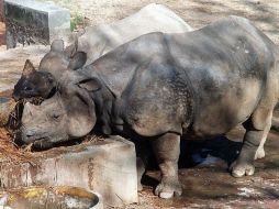 La especie contribuye a mantener sanos los bosques del planeta debido a su participación en el ecosistema. ARCHIVO /