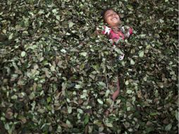En 2012 Perú desplazó a Colombia como el principal productor de hoja de coca en el mundo, anunció Naciones Unidas. AP /