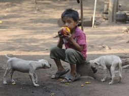 El Día Mundial de la Alimentación (DMA), que se celebra en 150 países, es también el aniversario de la fundación de la FAO. ARCHIVO /
