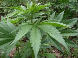 Según las normativas propuestas, se permitiría el funcionamiento de 334 expendios de marihuana en Washington. ARCHIVO /