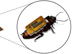 A los insectos se les equipa con un dispositivo eléctrico de sensor que envía señales para monitorear sus movimientos. EFE /