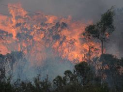El incendio forestal alcanza la ruta B59, conocida como Bells Line Road en Lithgow. ARCHIVO /