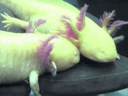 BELLEZA. Estos hermosos y extraños axolotes albinos, lucen los adornos de sus branquias expuestas.  /