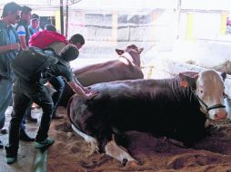 Convive con diferentes tipos de ganado en la Expo Ganadera. ESPECIAL /