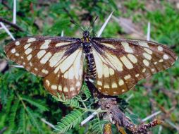 Buscan realizar una reserva ecológica para proteger a la mariposa y otras especies de flora y fauna. AFP /